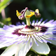 Illustration for article titled Why Did Plants Evolve These Weird and Horrific Flowers?